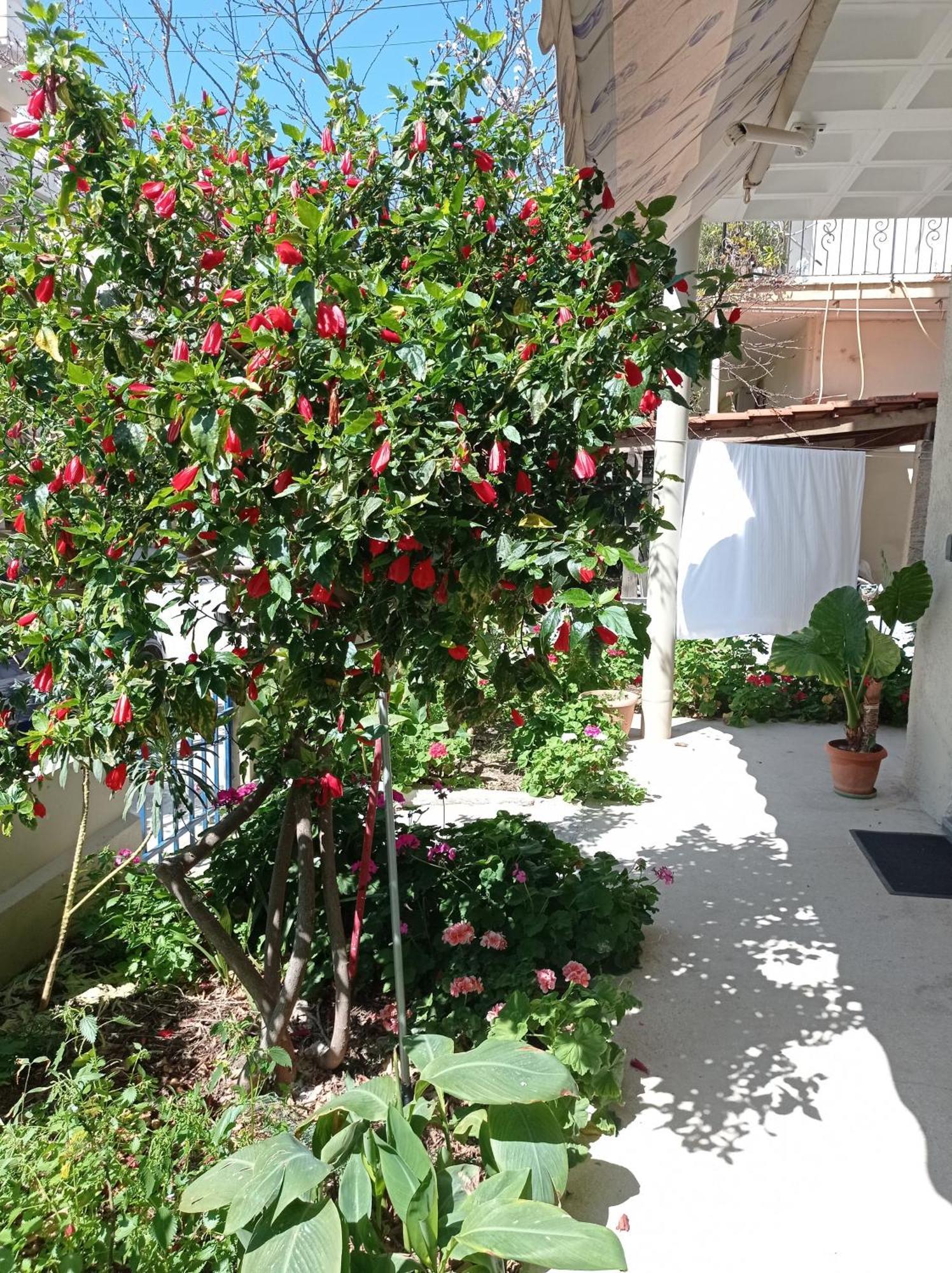 Tasos Seagull Apartments 干尼亞 外观 照片